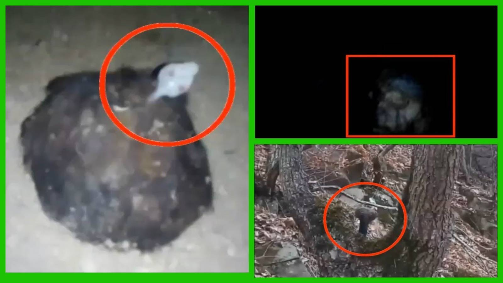 10 Паранормальные и Загадочные существа снятые на камеру | Страшные видео смотреть онлайн