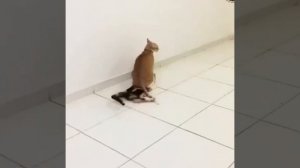 Видео от МЯУтаверс – как метавселенная, но с котами