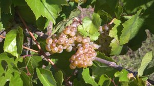 В Севастополе началась уборка урожая винограда