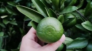 мандарины Абхазии