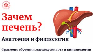 Зачем печень? Анатомия и физиология. Фрагмент обучения висцеральному массажу и кинезиологии