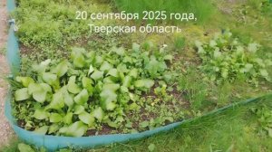 Что посадила в середине августа, выросло. #чтопосадилававгусте, #чтопосадитьвавгустенадаче