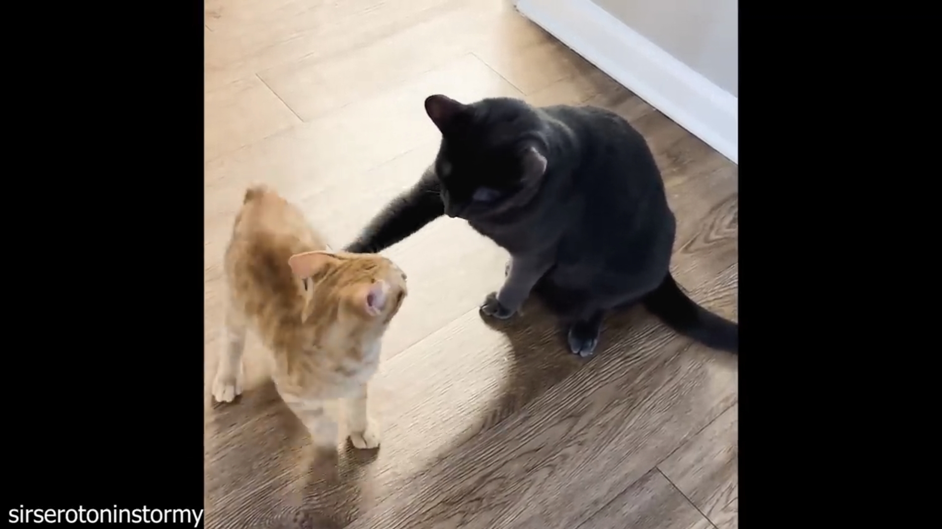 Смешные кошки