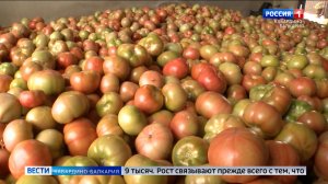 Аграрии КБР нарастили производство овощей