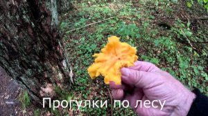 Прогулки по лесу.  Снял фото ловушку, и нашел немного лисичек.