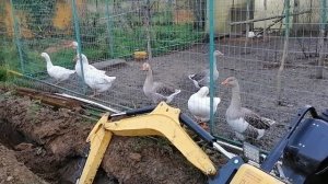 Отзыв риппа319 капиталка первый день