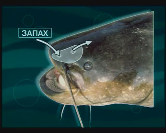 Какие органы чувств при поиске пищи использует Обыкновенный сом — Silurus glanis Linnaeus, 1758 ?