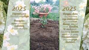 Посадка гортензии Белый медведь