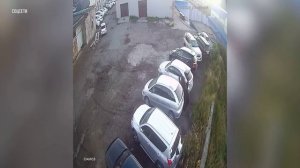 Медведь напал на мужчину и женщину в Петропавловске-Камчатском
