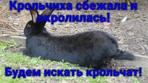 Убежала покрытая строкачём крольчиха и уже где-то окролилась