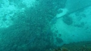 Серые рифовые акулы. Мальдивы 2023 Grey Reef Sharks. Maldives 2023