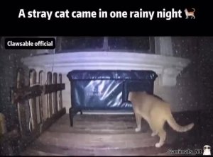 Кошка пришла в укрытие