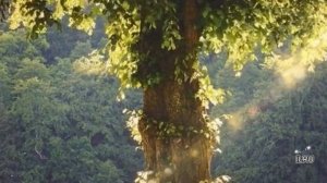 Истории из жизни|Цена тихого счастья.|Аудио рассказы|Аудиокниги слушать онлайн|Жизненные истории