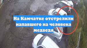 На Камчатке отстрелили напавшего на человека медведя