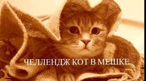 Челлендж Кот в мешке возвращается Сентябрь 2025