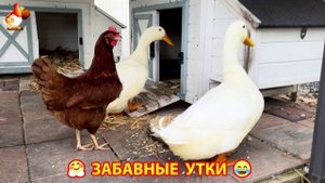 Забавные утки мускусные и пекинские на свободном выгуле со своими друзьями ч.(236) ❣️🤗😂