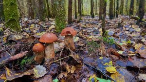 Осенний сказочный лес, подарил массу эмоций от красивых находок! Грибы продолжают расти!