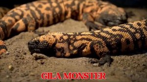 Lizards for Kids 25 Types of Lizards with Names and pictures Reptiles and Crawling Animals [get-spee