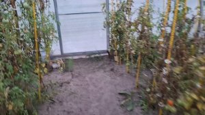 Первые заморозки 2025