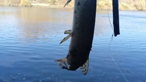 Проверка закидушек на хищников.25.09.25г.Осенний сезон открыт.