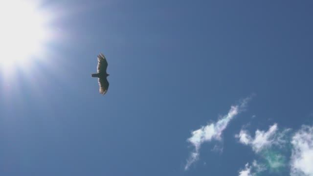 Просторы родины моей!...