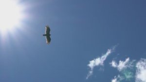 Просторы родины моей!...