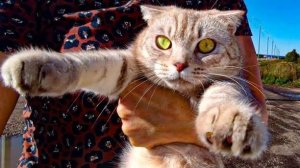 Кошка в Шоке Опять в путь дорогу Дорога Благовещенск - Н-увал VLOG