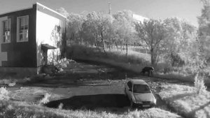 Прокуратура проверит, как школьники Петропавловска защищены от медведей