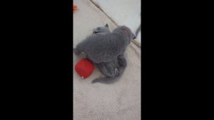 Британские котята в возрасте 5 недель 
 д.р. 20/8/2025