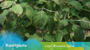 Защита яблони от болезней и вредителей