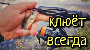 ТАК КЛЮЁТ ВСЕГДА !!! МИКРО ОТВОДНОЙ ПОВОДОК, СНАСТЬ ДЛЯ ПАССИВНОЙ РЫБЫ !!!