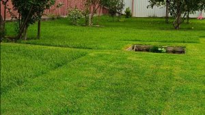 Мятликовый газон. Как выглядит мятлик МХЛ в Сибири