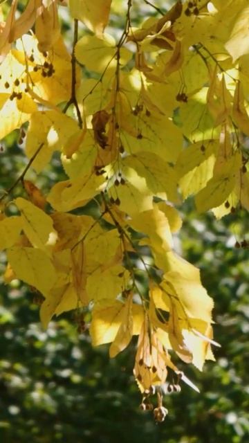 Краснодар отзывы 2025 ➤отзыв переехавшей с севера ➤плюсы и минусы Краснодара 🔵Просочились #переезд