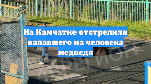 На Камчатке отстрелили напавшего на человека медведя