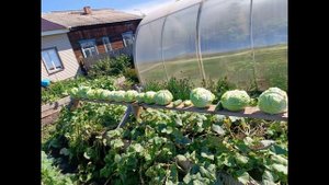 САДОВОДЫ ОГОРОДНИКИ МО ТИХОНОВКА