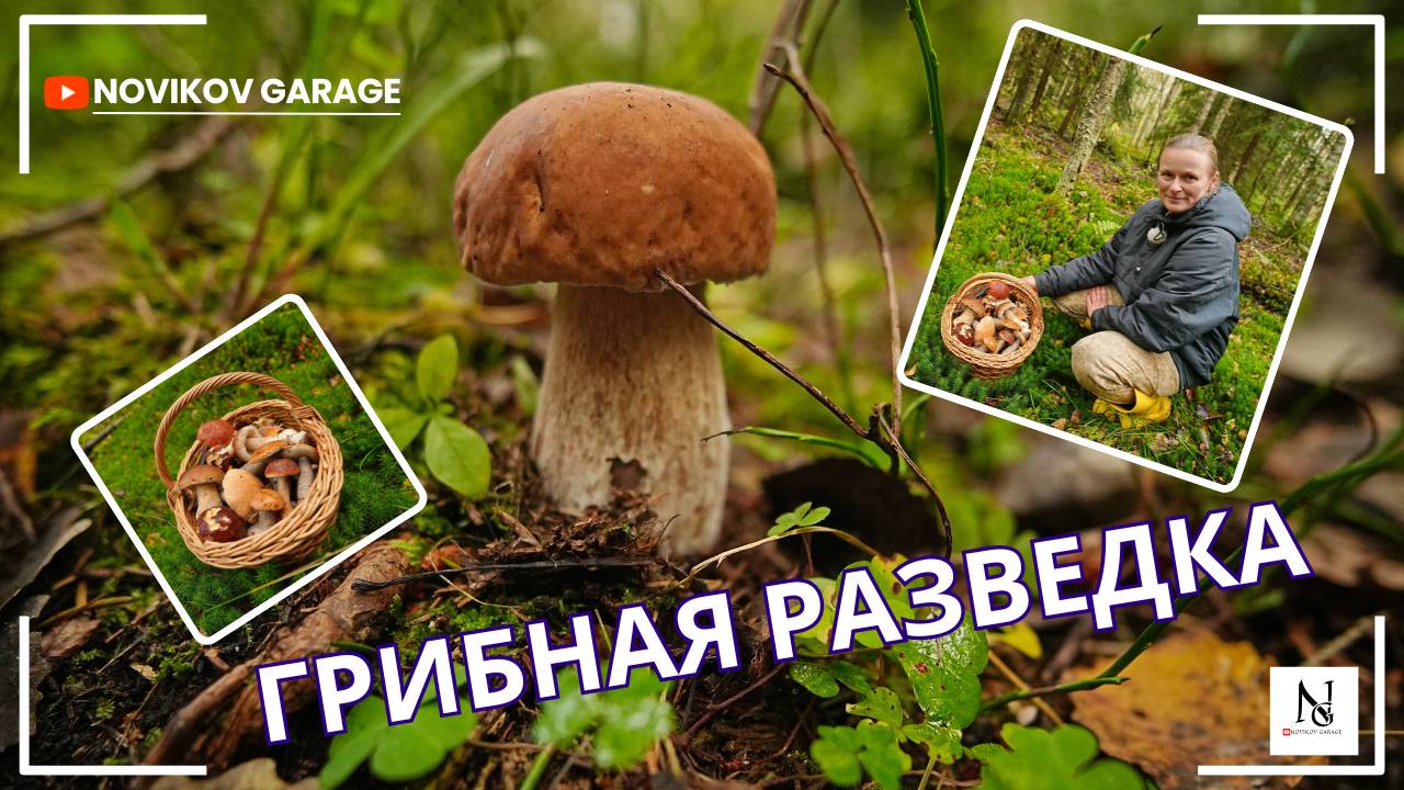 Грибная разведка 24 сентября 2025. Всеволожский район. смотреть онлайн