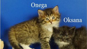 Сибирские котята девочки Оксана и Онега, 1 месяц 10 дней_