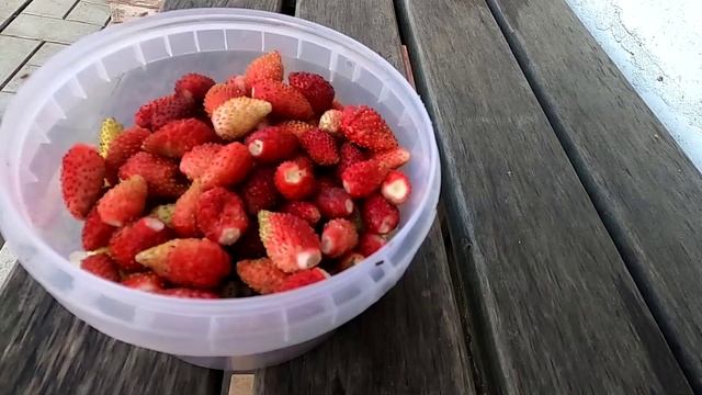 Ягоды мелкоплодной клубники 26 сентября