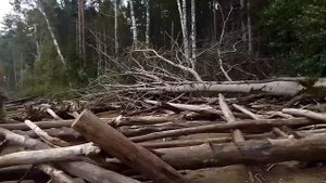 Рыбинское водохранилище,за грибами