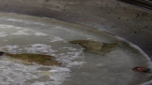 Маринованные вешенки за 30 минут