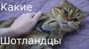 ASMR / Какие Шотландские кошки 4K