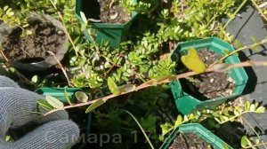 Самара. Клюква и брусника в средней полосе. Фазендатор
