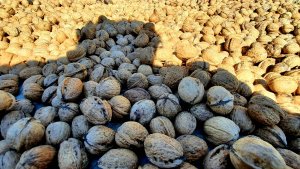 Пора собирать орехи.