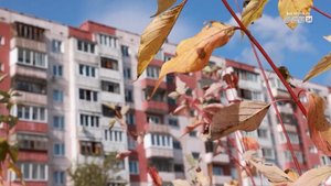 80 молодых растений появилось на бульваре Космонавтов в Братске
