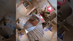 1000035437.mp4 (Собака смотрит на монтаж электропроводки в доме А-фрейм)