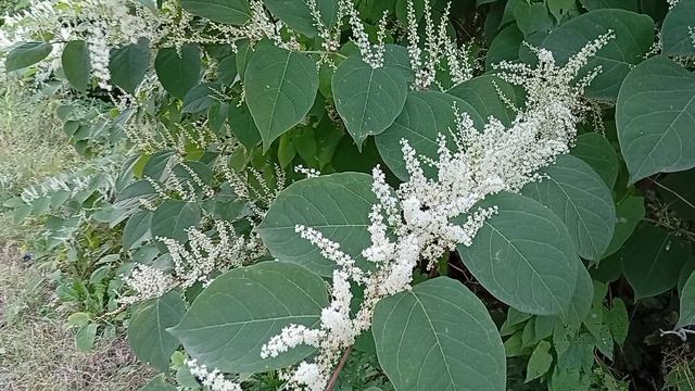 Не знаю, что за растение, но цветёт очень красиво 😍 💮☺️ смотреть онлайн