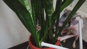 Наша кошечка не ест мышей, она только играет)