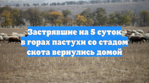 Застрявшие на 5 суток в горах пастухи со стадом скота вернулись домой