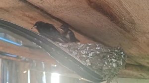 почему ласточки могут летать очень низко