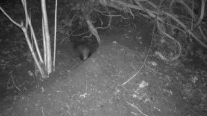Видео фото ловушка барсуки